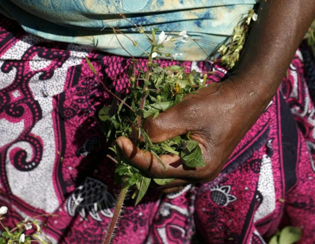 Chinsaga leaves are harvested by hand. (Star Tribune/The Minnesota Star Tribune)