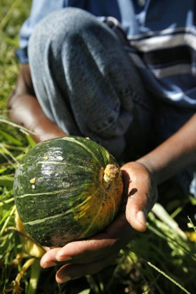 This young pumpkin, omwongo, grows, under a protective weed canopy, to the size of a watermelon. “It likes to hide,” said farmer Albert Nyamari. “I love the leaves even more than the pumpkin.” (Star Tribune/The Minnesota Star Tribune)